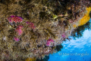 Little nudies on a rock near the surface @ scoglio del Ve... by Marco Gargiulo 